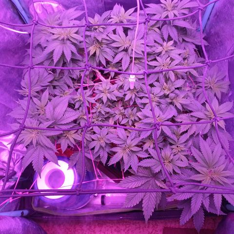 Chemdog growlog timeline photo
