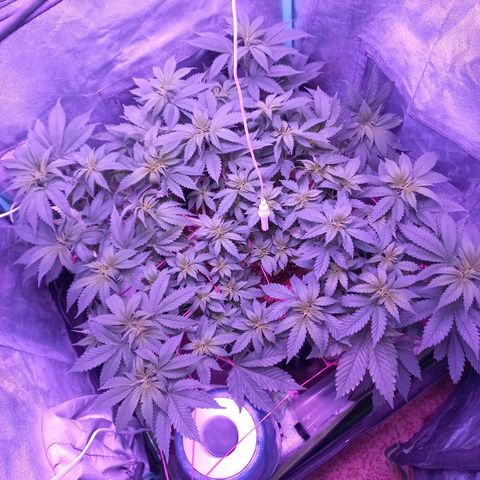Chemdog growlog timeline photo