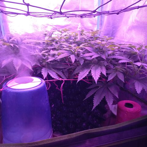 Chemdog growlog timeline photo