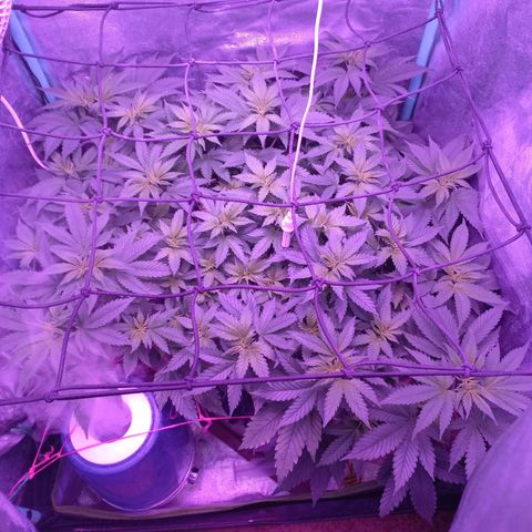 Chemdog growlog timeline photo