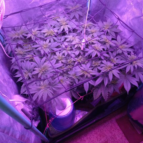 Chemdog growlog timeline photo
