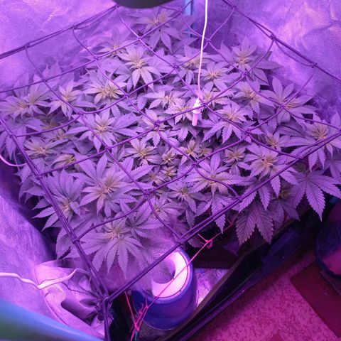 Chemdog growlog timeline photo