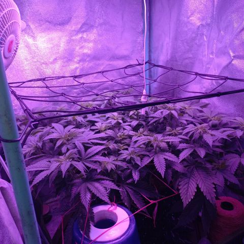 Chemdog growlog timeline photo