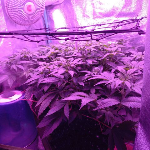 Chemdog growlog timeline photo