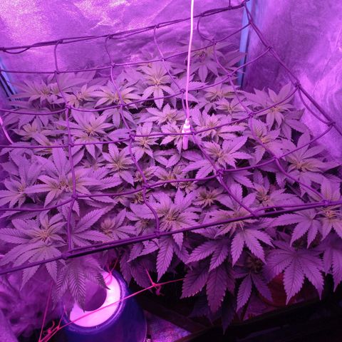 Chemdog growlog timeline photo