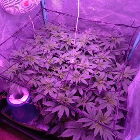 Chemdog growlog timeline photo