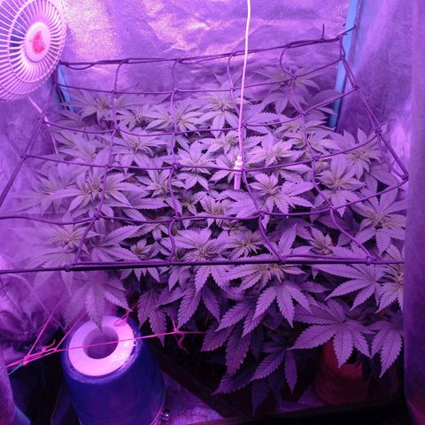 Chemdog growlog timeline photo