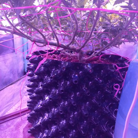 Chemdog growlog timeline photo