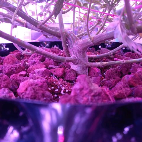 Chemdog growlog timeline photo