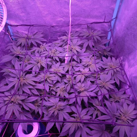 Chemdog growlog timeline photo