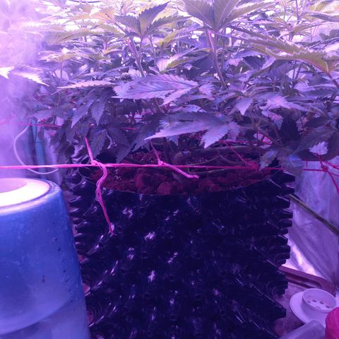 Chemdog growlog timeline photo