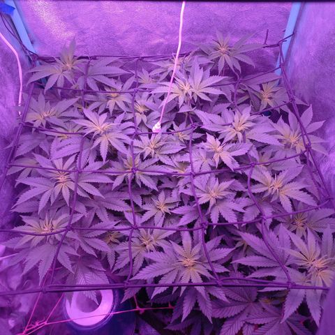 Chemdog growlog timeline photo