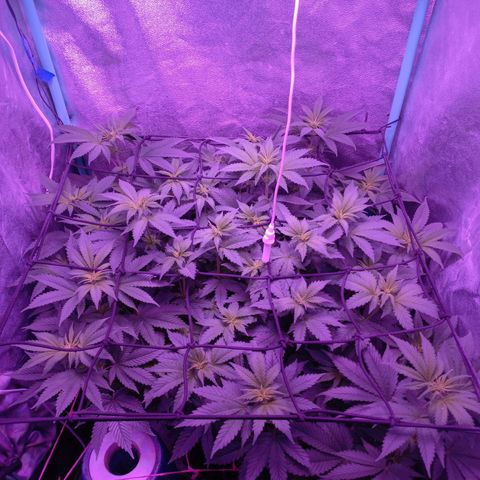 Chemdog growlog timeline photo