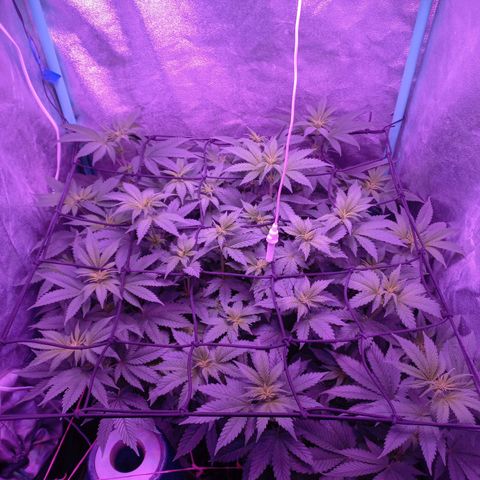 Chemdog growlog timeline photo