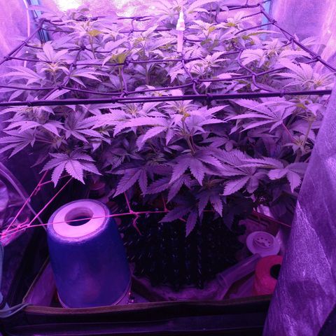 Chemdog growlog timeline photo