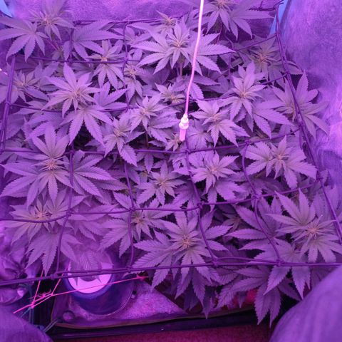 Chemdog growlog timeline photo