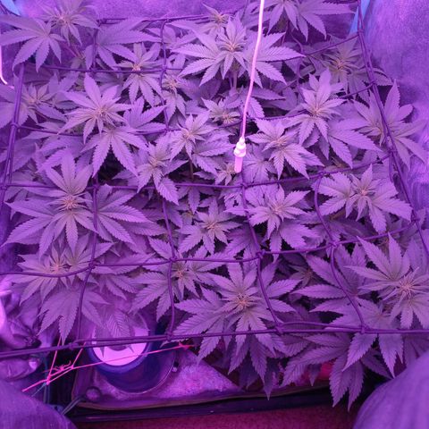 Chemdog growlog timeline photo