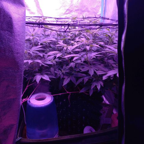 Chemdog growlog timeline photo