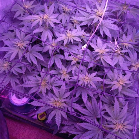Chemdog growlog timeline photo