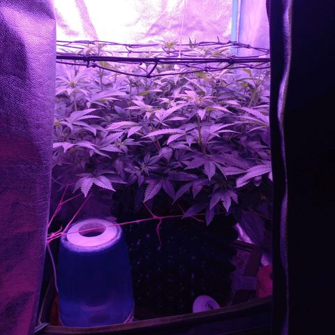 Chemdog growlog timeline photo