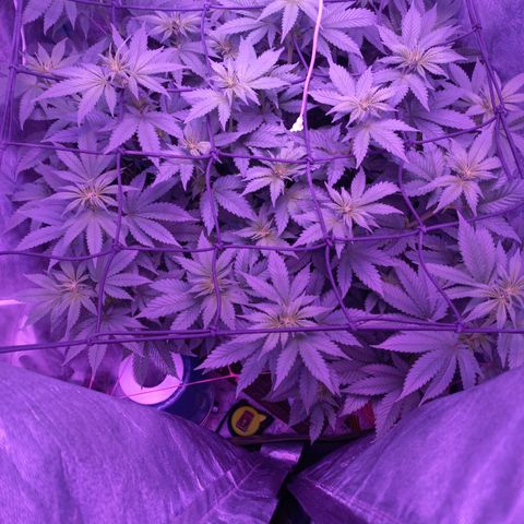 Chemdog growlog timeline photo