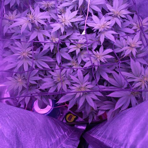 Chemdog growlog timeline photo