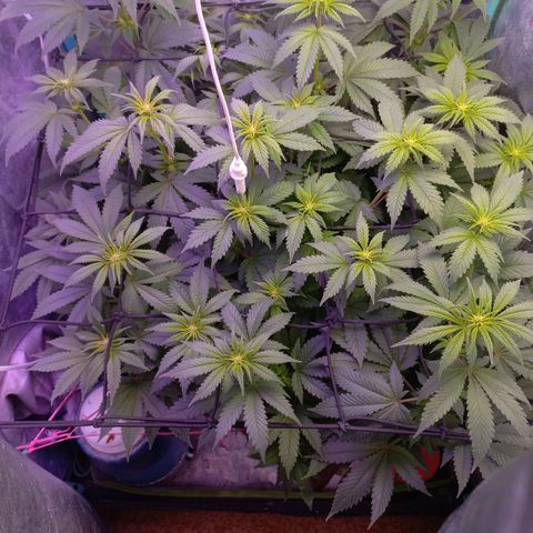 Chemdog growlog timeline photo