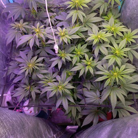 Chemdog growlog timeline photo