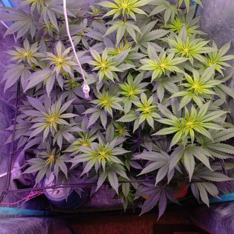 Chemdog growlog timeline photo