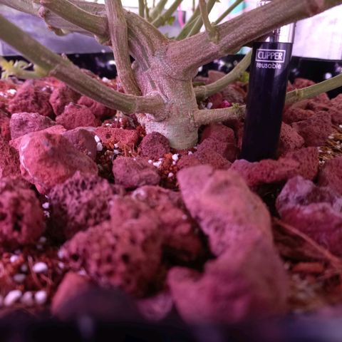Chemdog growlog timeline photo