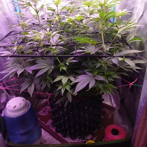 Chemdog growlog timeline photo