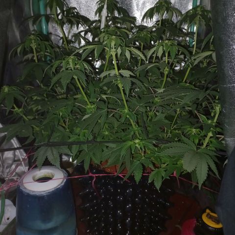 Chemdog growlog timeline photo