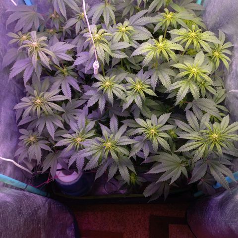 Chemdog growlog timeline photo