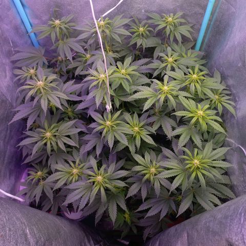 Chemdog growlog timeline photo