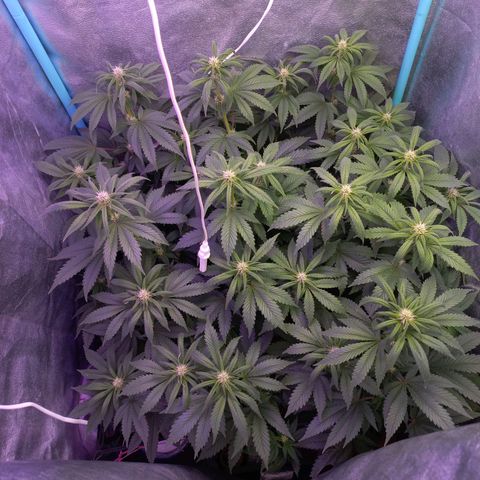 Chemdog growlog timeline photo