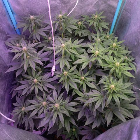 Chemdog growlog timeline photo