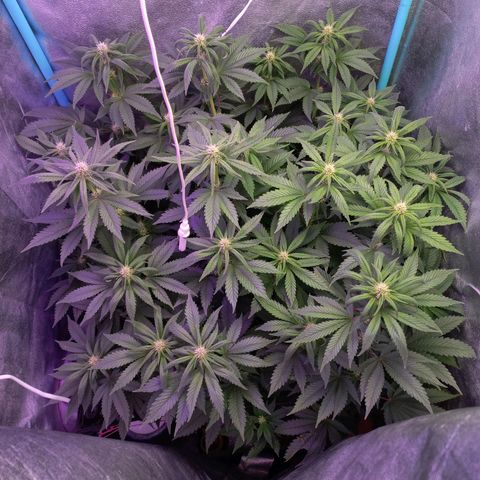 Chemdog growlog timeline photo