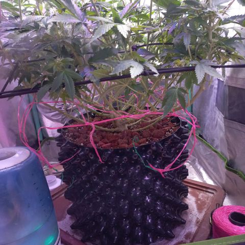 Chemdog growlog timeline photo