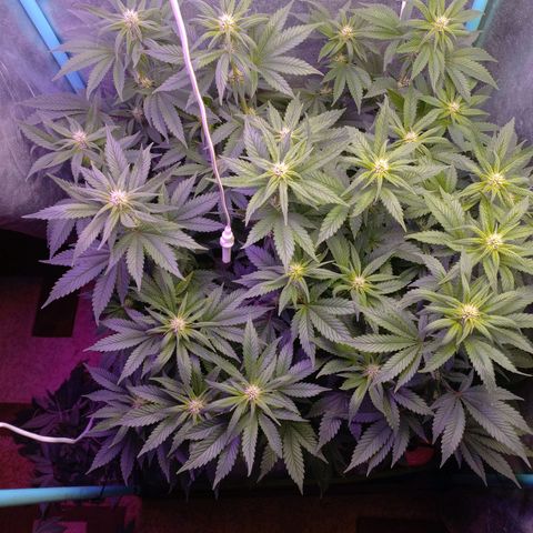 Chemdog growlog timeline photo