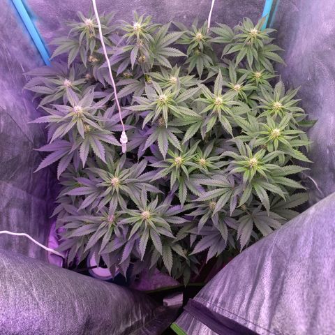 Chemdog growlog timeline photo