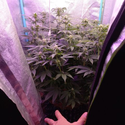 Chemdog growlog timeline photo