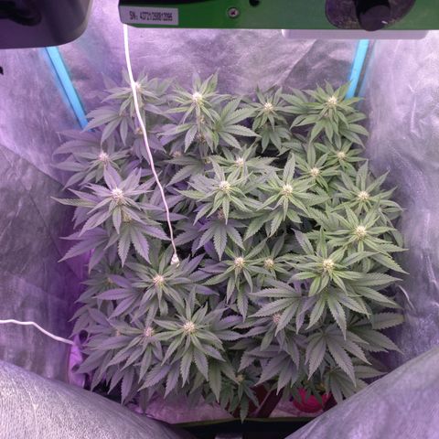 Chemdog growlog timeline photo