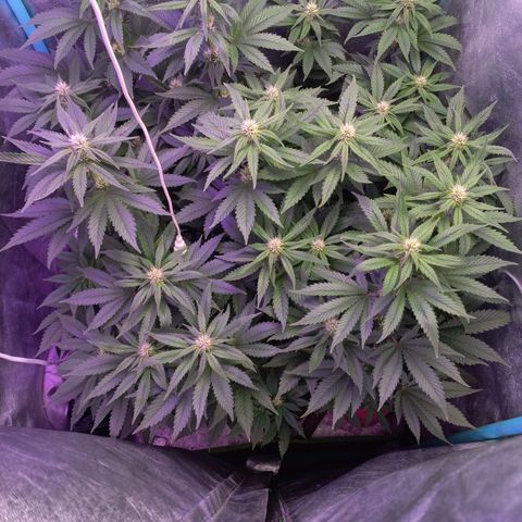 Chemdog growlog timeline photo