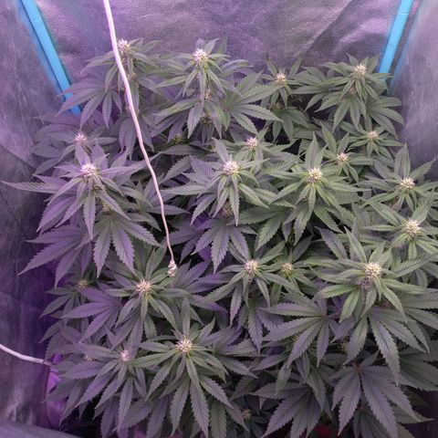 Chemdog growlog timeline photo