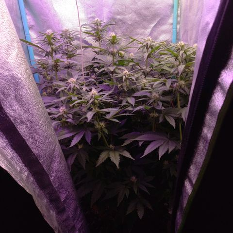 Chemdog growlog timeline photo
