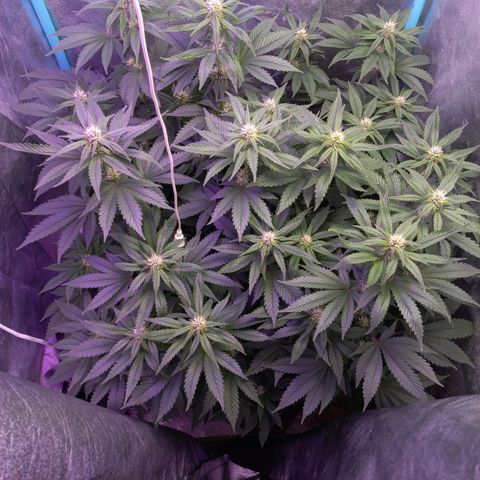 Chemdog growlog timeline photo