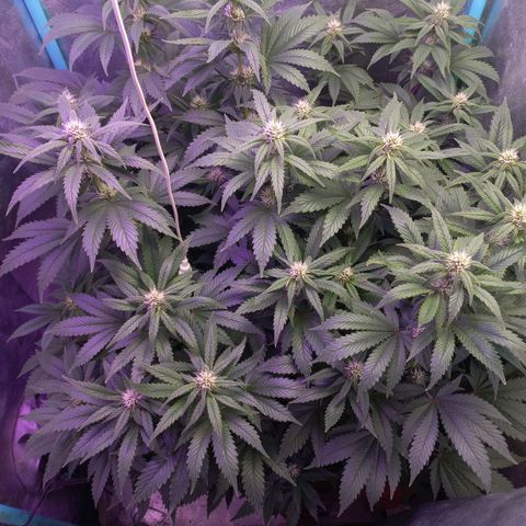 Chemdog growlog timeline photo