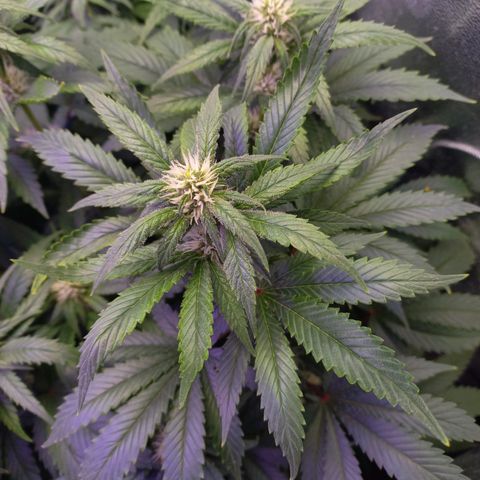 Chemdog growlog timeline photo