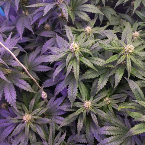 Chemdog growlog timeline photo