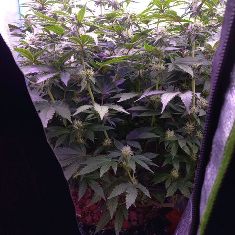 Chemdog growlog timeline photo